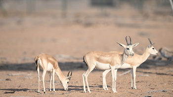 Naturreservat Al Wusta – Haima