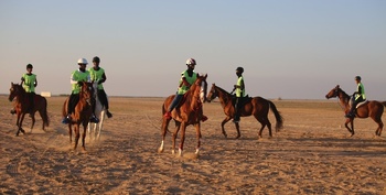 Chevaux et dromadaires 