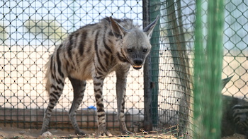 Naturreservat Al Wusta – Haima