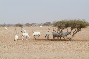 Naturreservat Al Wusta – Haima