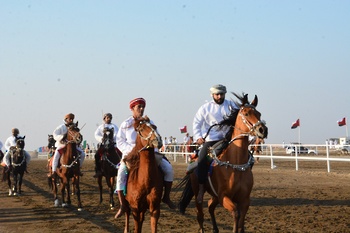 Chevaux et dromadaires 