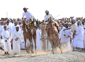 Camel Racing