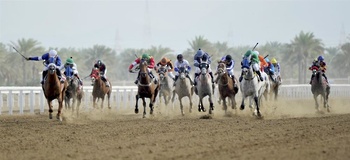 Chevaux et dromadaires 