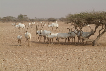 Naturreservat Al Wusta – Haima
