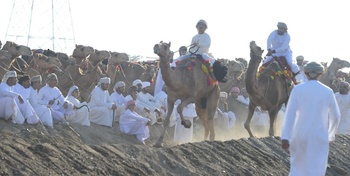 Camel Racing