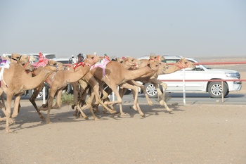 Chevaux et dromadaires 