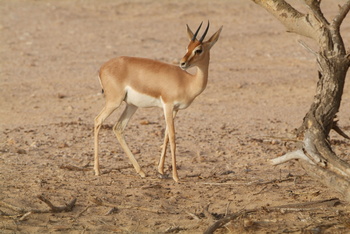 Naturreservat Al Wusta – Haima