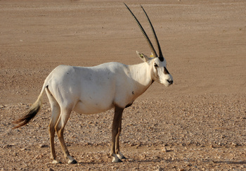 Naturreservat Al Wusta – Haima