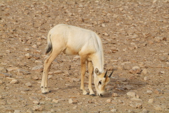 Naturreservat Al Wusta – Haima