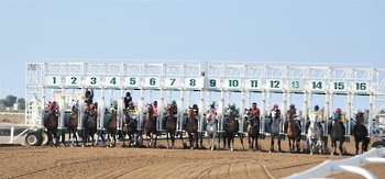 Camel Racing