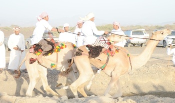 Chevaux et dromadaires 