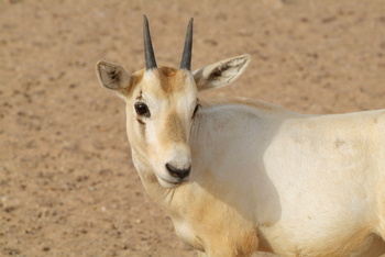 Naturreservat Al Wusta – Haima