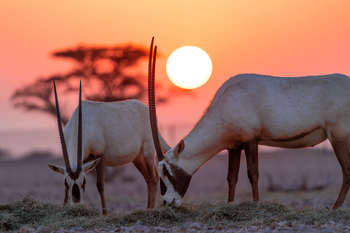 Naturreservat Al Wusta – Haima