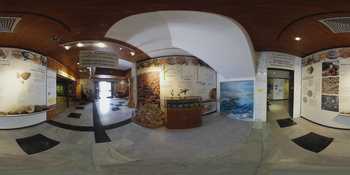 Musée d\'histoire naturelle