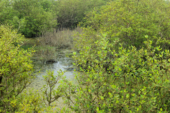 Naturreservat Khor Awqad