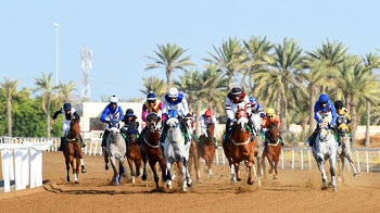 Chevaux et dromadaires 