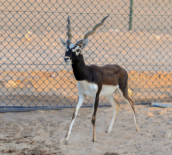 Naturreservat Al Wusta – Haima