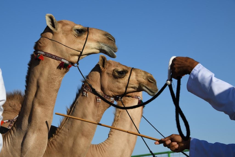 Camel Beautification Competition continue in Thumrait