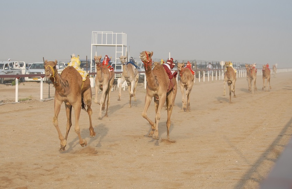 The annual camel racing festival in the Wilayat of Al-Mudhaibi kicks off