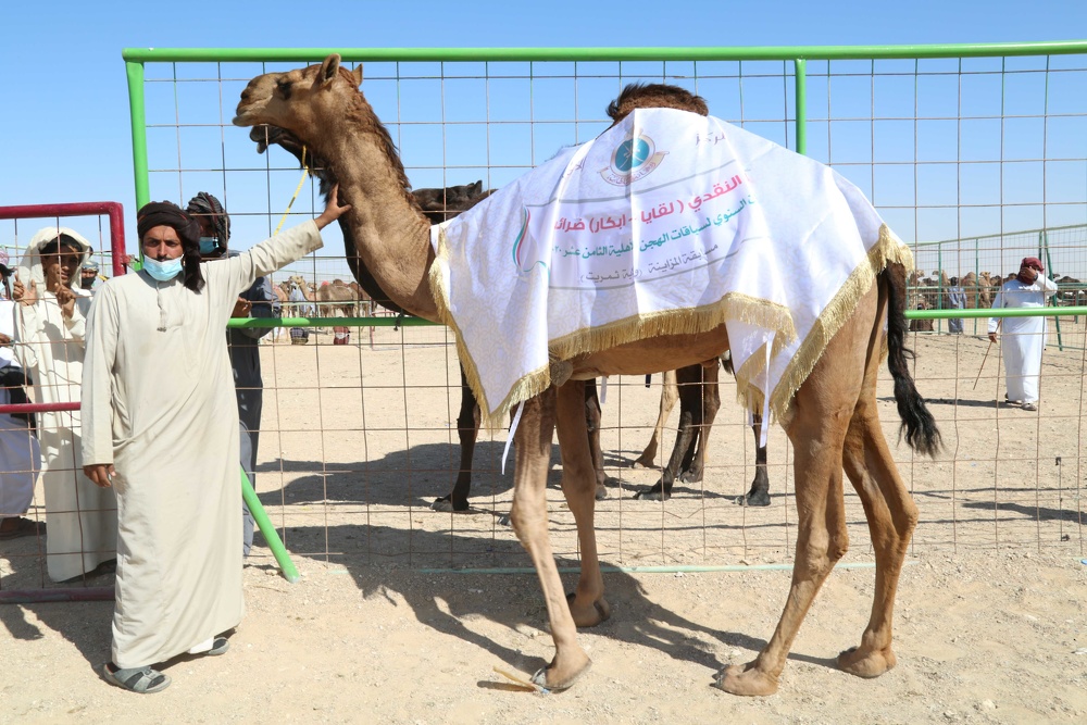 Camel Beautification competitions in Thumrait continues for the third day within the Annual National Camel Festival