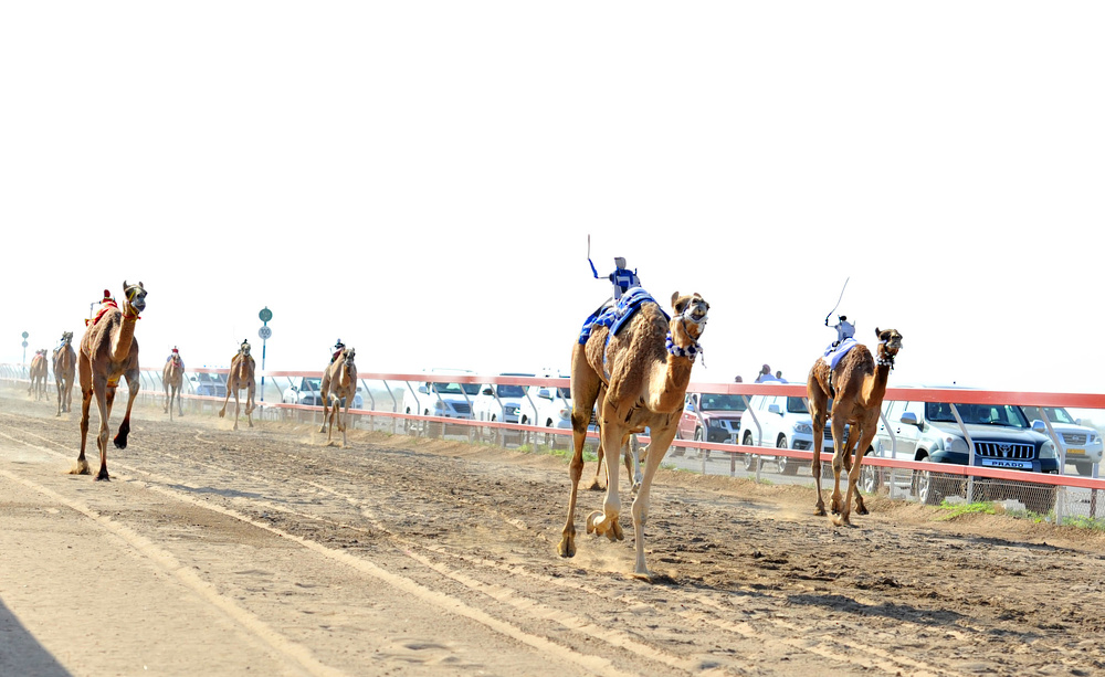 HH Sayyid Theyazin Presides over Closing Ceremony of Camel Races Festival