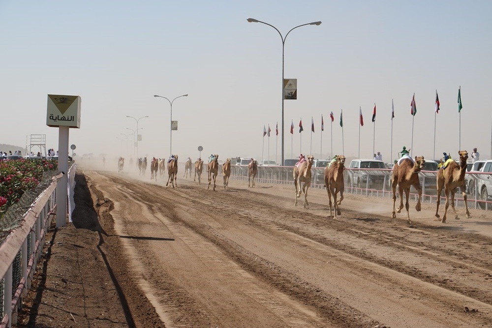 Al-Bashayer Racecourse witnesses a camel race next week with local and GCC participation ... Sports Bulletin