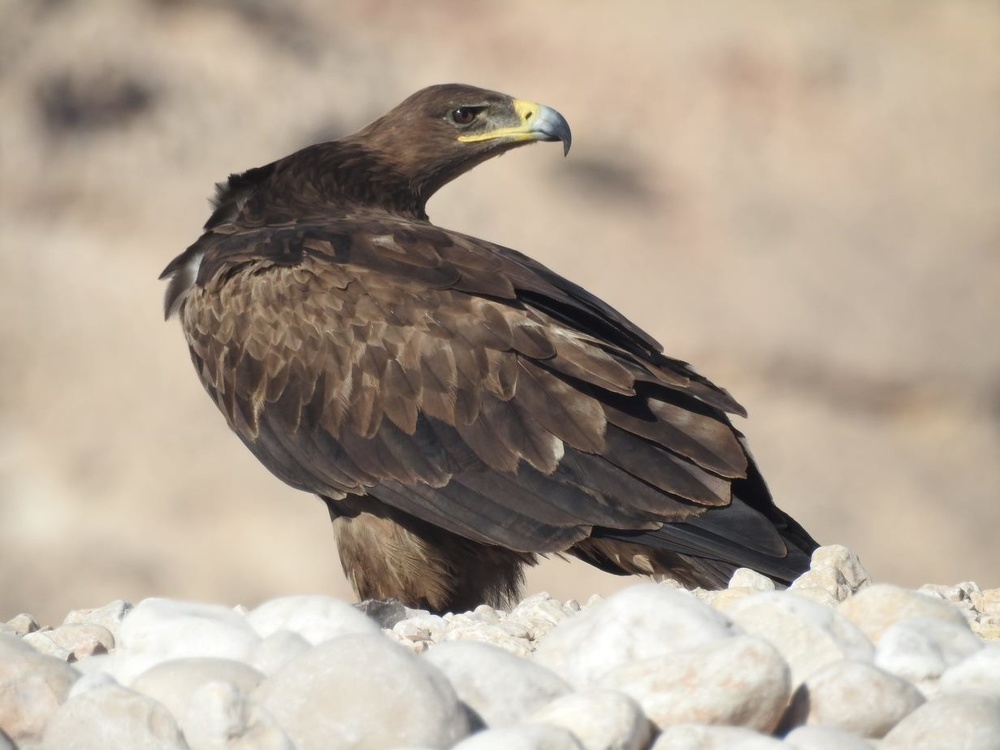 Numbers of Steppe Eagle Falco Cherrug Drop Significantly in Dhofar