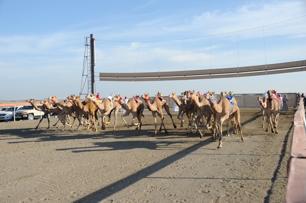 Annual Camel Races to Kick off Today 
