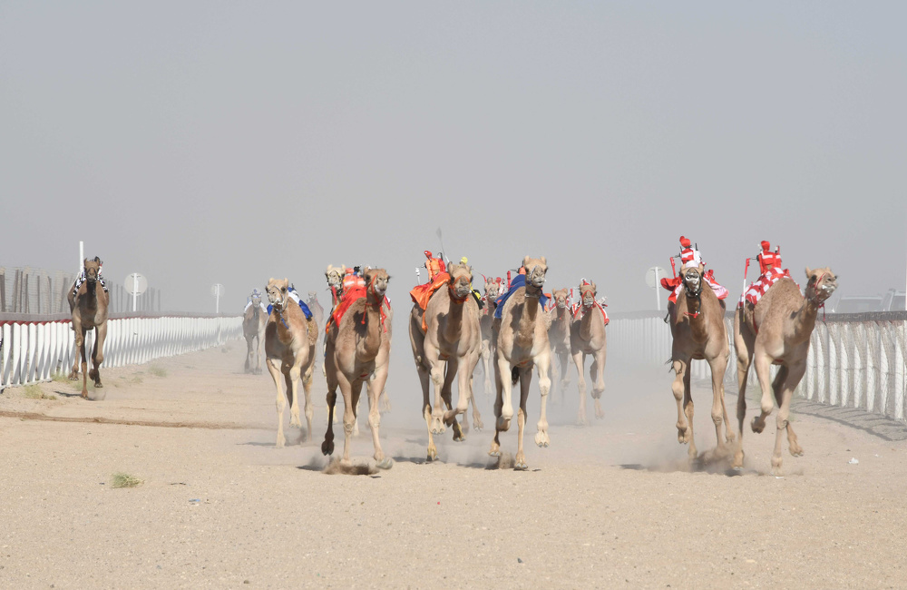 The Mizayanah Competition concludes and the Competitive Race kicks off in Thumrait