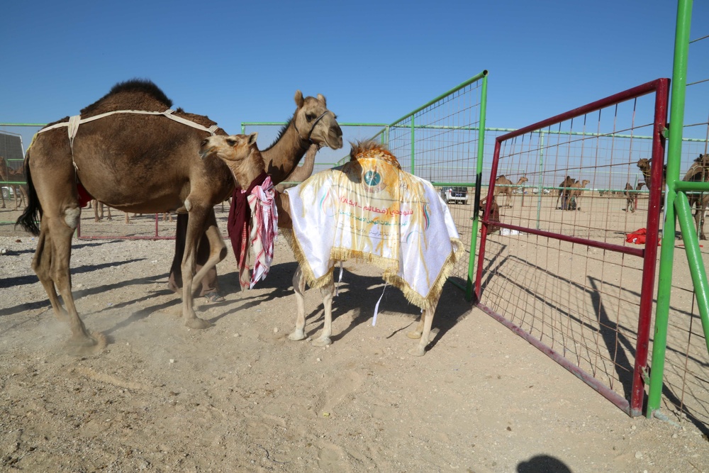 Camel Beautification competitions in Thumrait continues for the third day within the Annual National Camel Festival