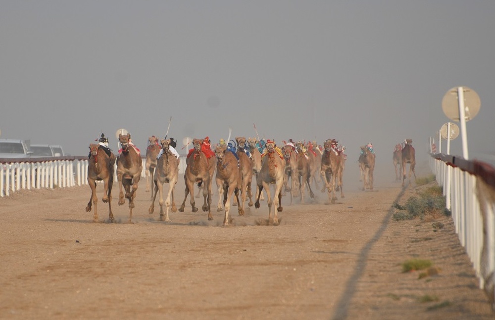 The annual camel racing festival in the Wilayat of Al-Mudhaibi kicks off