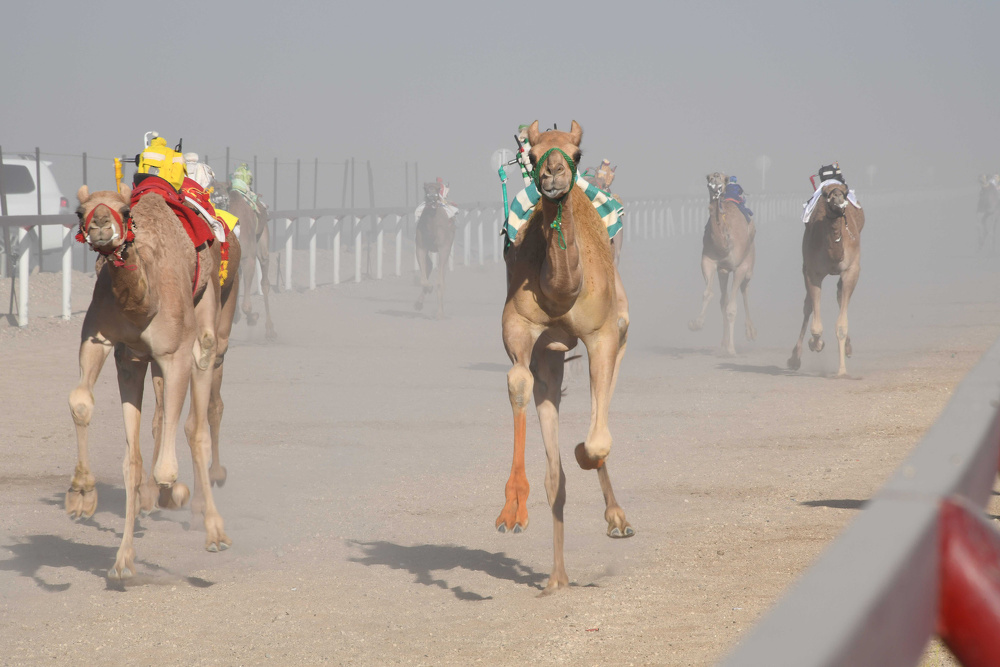 The Mizayanah Competition concludes and the Competitive Race kicks off in Thumrait
